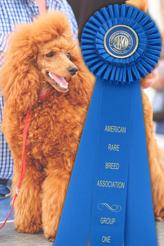 A custom Shannon Rosette Ribbon that is a meaningful recognition award at a dog show with a photo of a winning poodle.